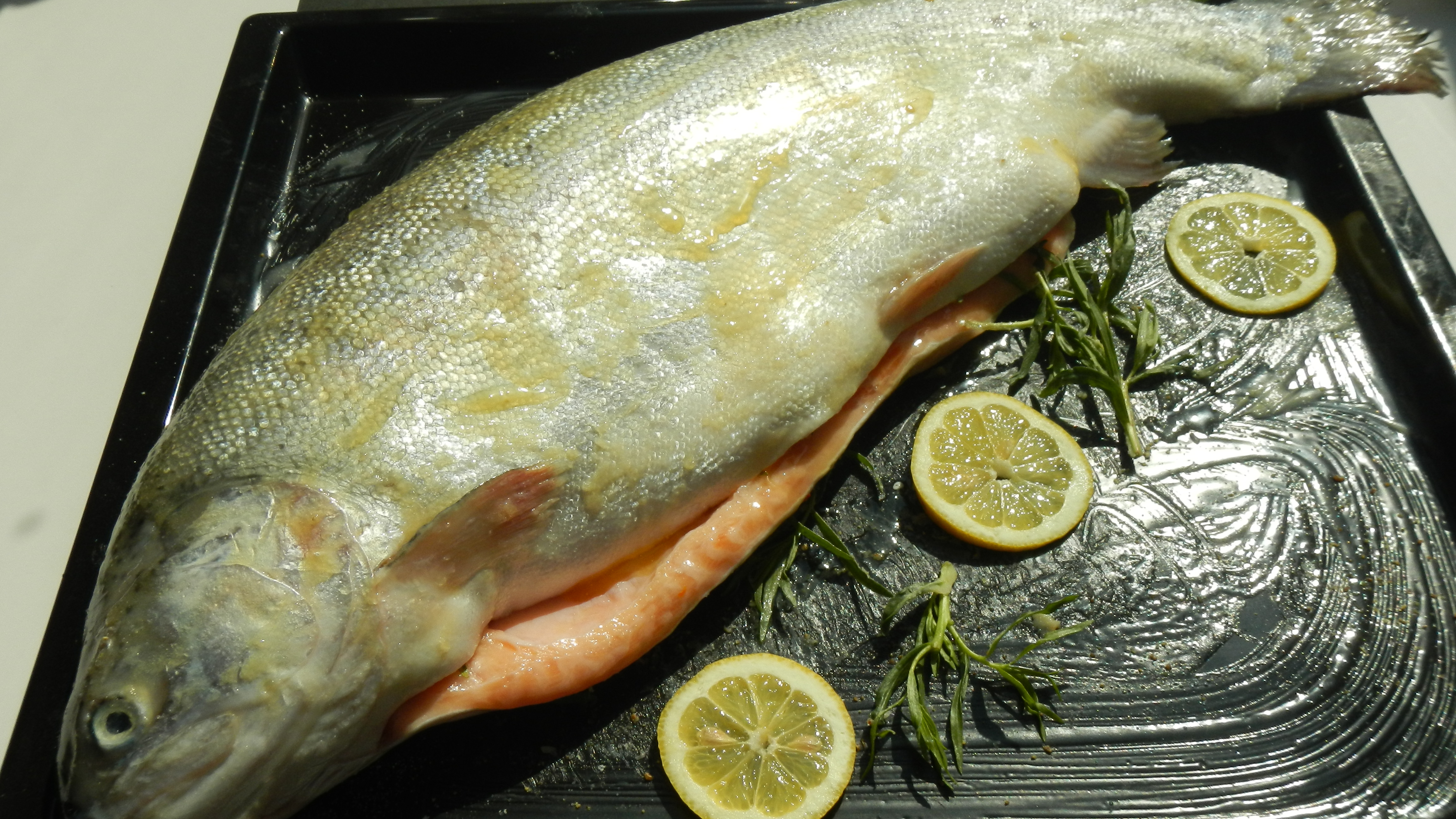 Eismeerforelle Niedertemperatur